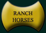 Ranch Horses